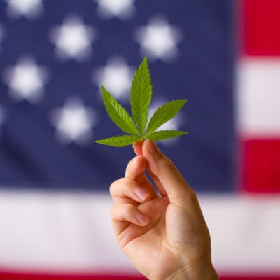Cannabis plant leaf
