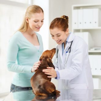 7 Key Questions to Ask Your Veterinarian About Administering CBD to Your Pet