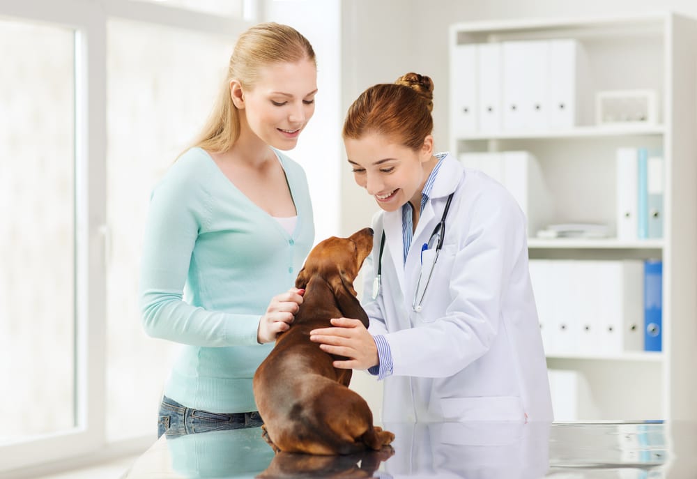 CBD, Pets, CBD Pet Products, Veterinarian