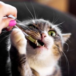 cbd cat drops
