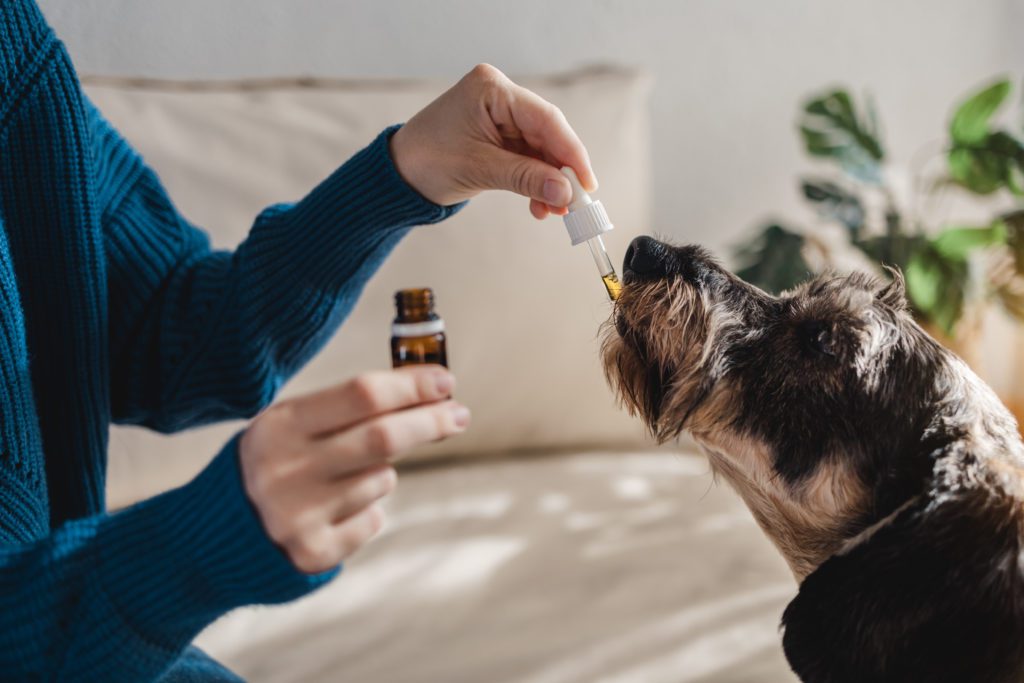 Ideal Dosage Level for pets - CBD Oil for Dogs