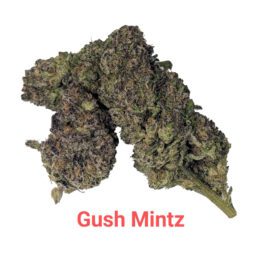 Gush Mintz