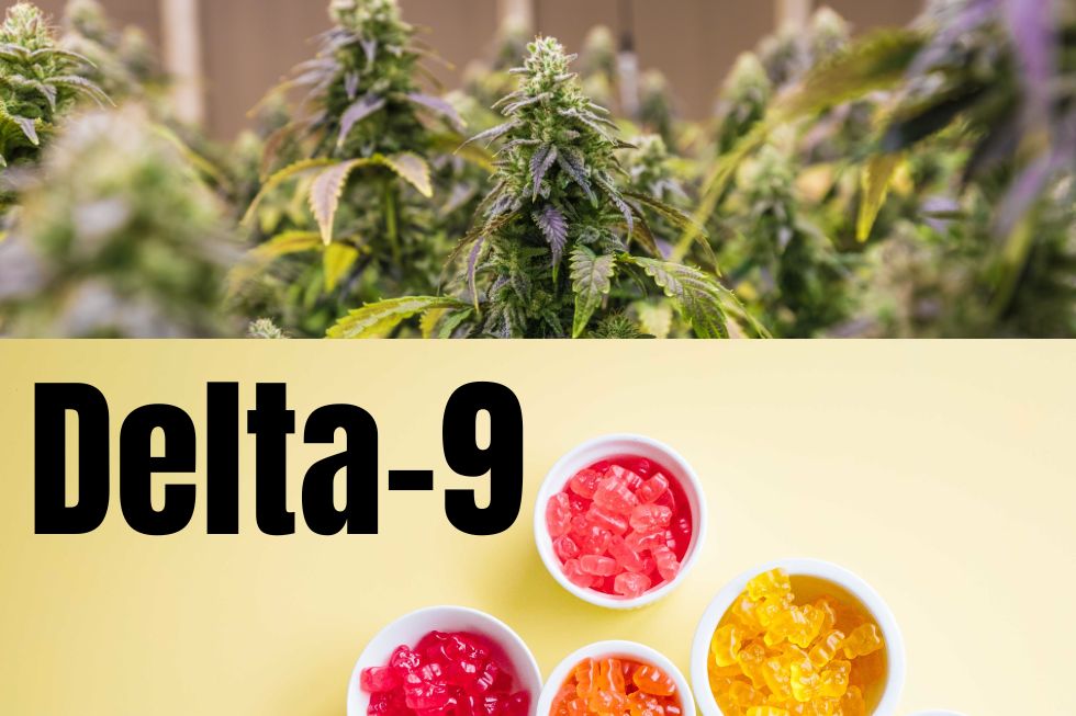 What is delta 9 THC - cannanis and gummies