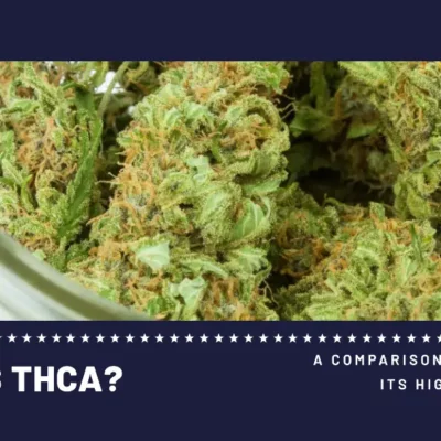 What Is THCA featured image showing thca flowers and article title below it