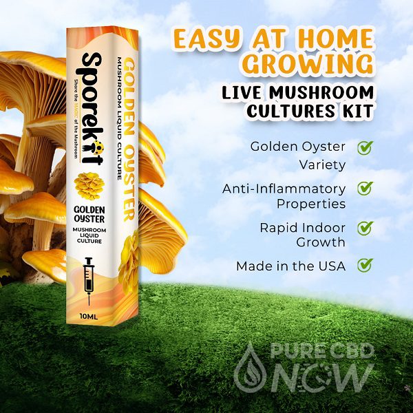 Golden Oyster Mushroom Liquid 10ml by Sporekit