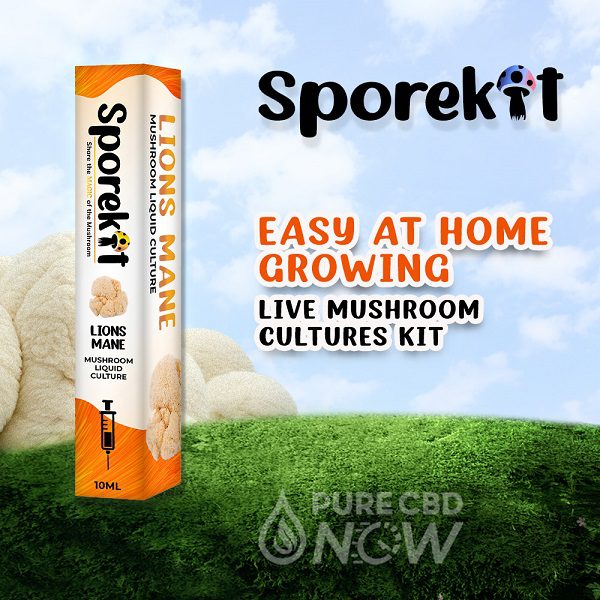 Sporekit Golden Lion's Mane Mushroom Syringe 10ml