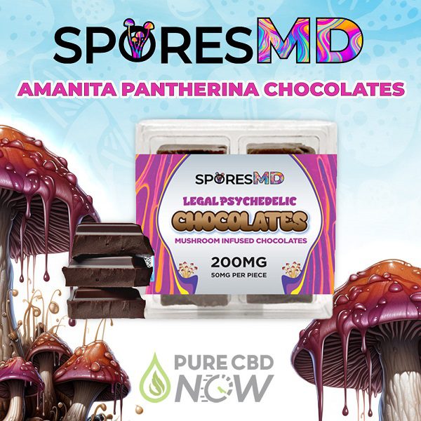 Amanita Pantherina Chocolates 200mg by SporesMD