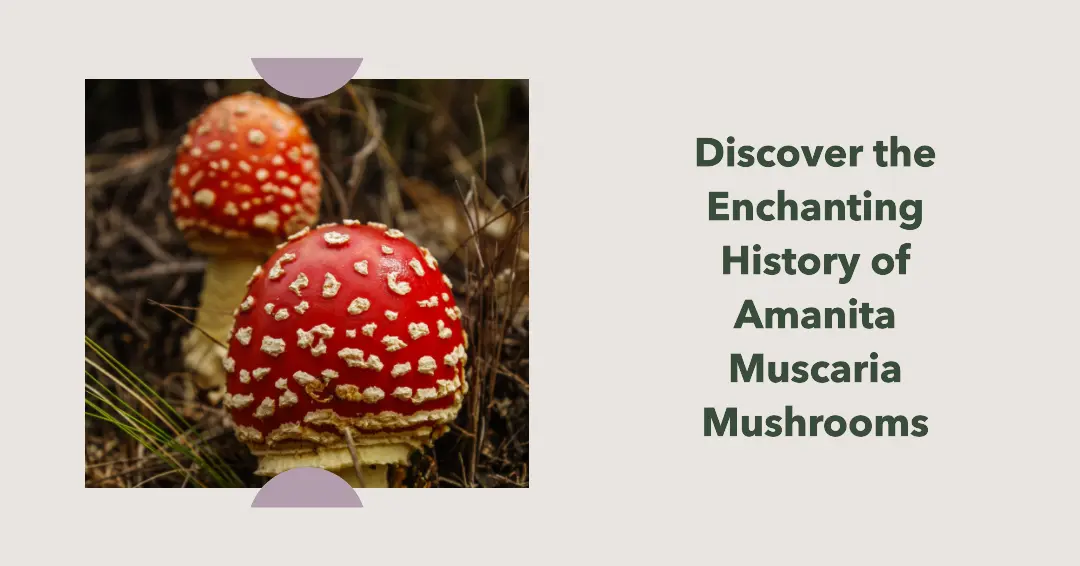 blog article featured image for the history of amanita muscaria mushrooms