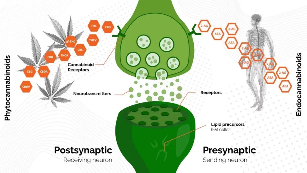 scientific graph of the role cannabinoid receptors in the endocannabinoid system.