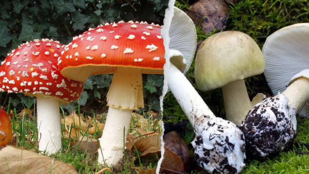 Amanita Muscaria vs. Death Cap (Amanita Phalloides) side by side for comparison