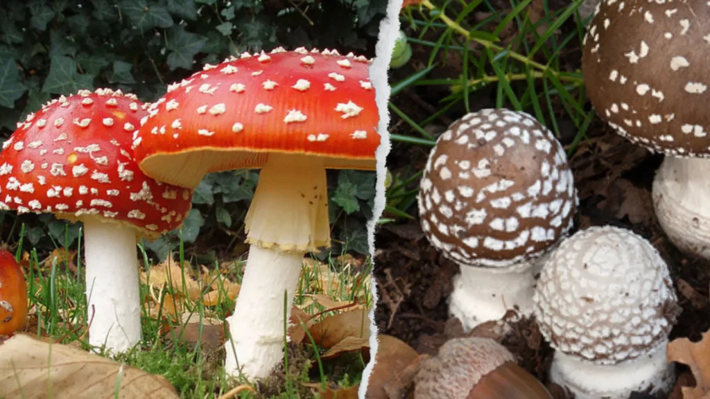 Amanita Muscaria vs. Amanita Pantherina side by side for comparison