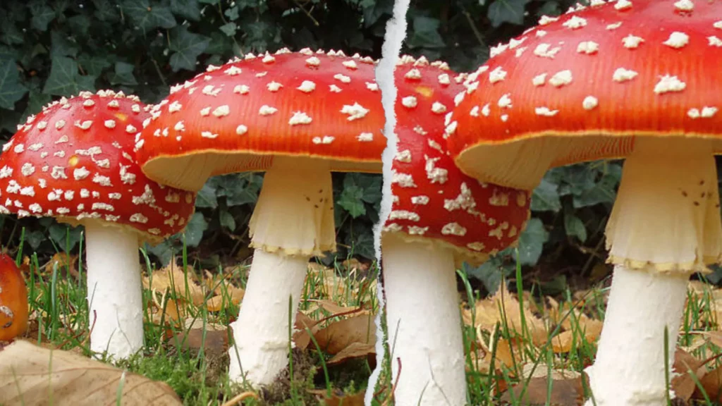Amanita Muscaria vs. Fly Agaric side by side for comparison