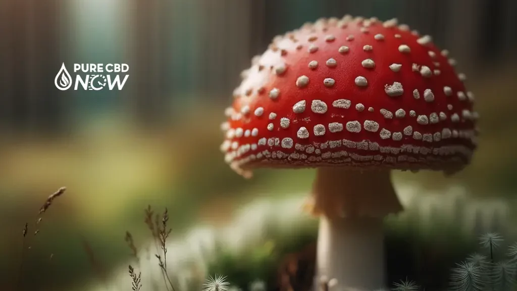 A single Amanita Muscaria mushroom in its natural habitat. The focus is on its brilliant red cap with white spots, while the background is slightly blurred.