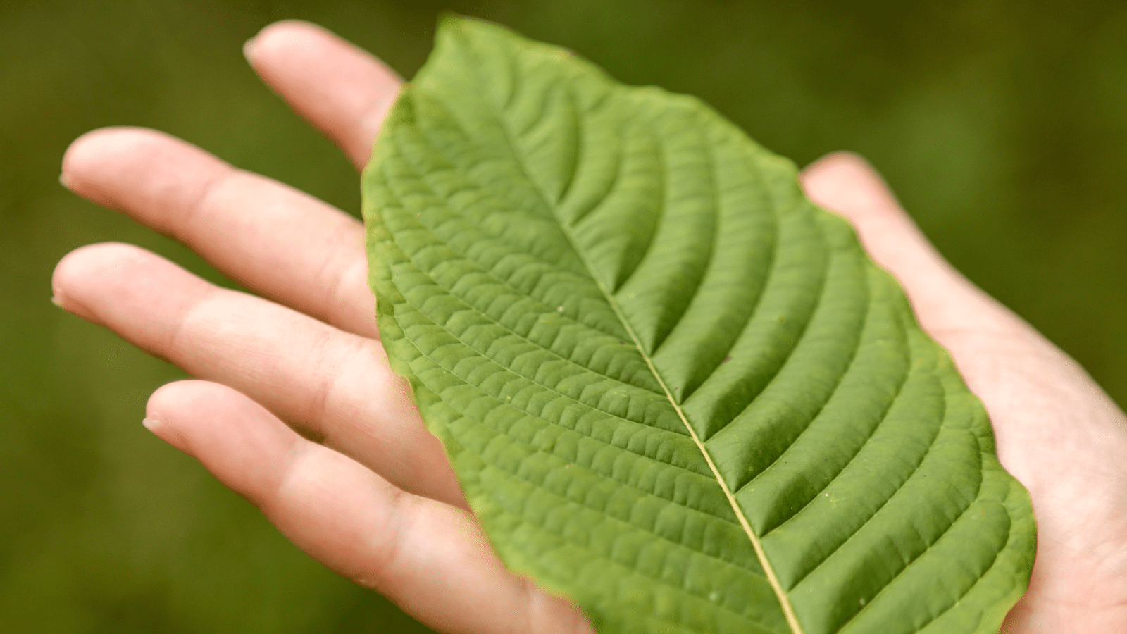 7-Oh Kratom Benefits: What You Need To Know