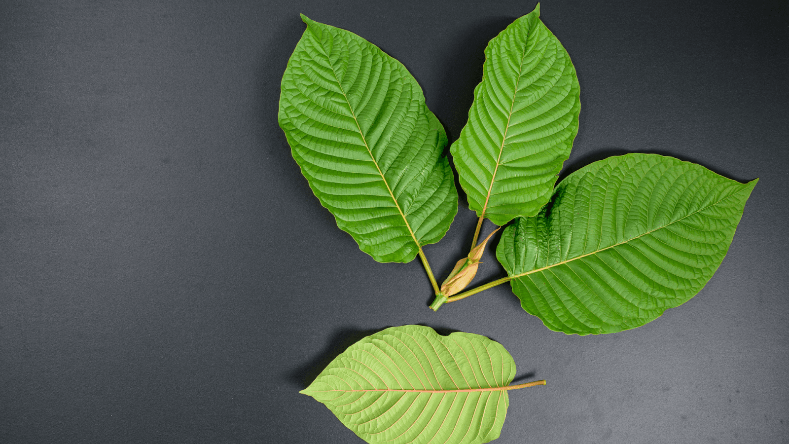 How Does Kratom Work? Effects And Mechanism