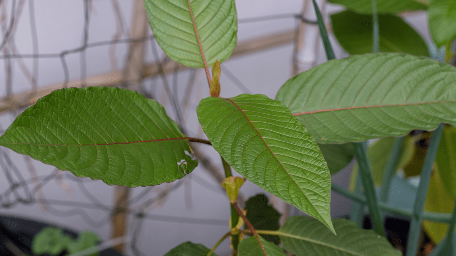 Legality Of Natural Herbs Like Kratom What To Know