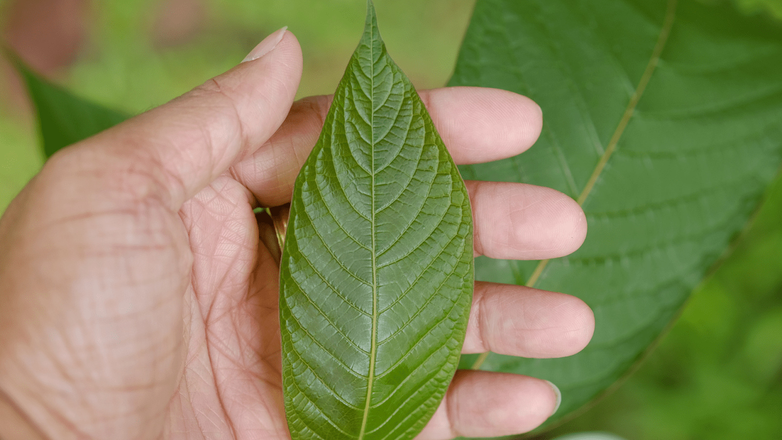 Upcoming Laws On Kratom: What To Watch For